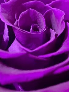 Purple Rose