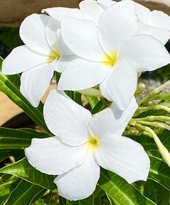 Plumeria