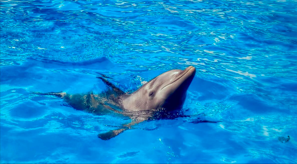 Dolphin